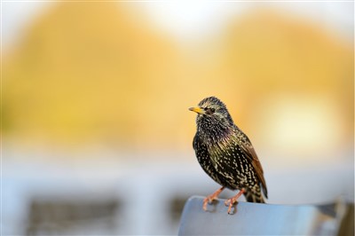 starling on wire