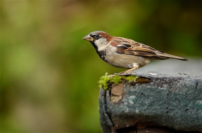 house sparrow perching
