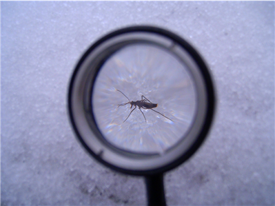 Snow flea on snow 