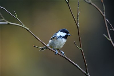 coal tit perched on a branch
