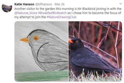 blackbird drawing beside blackbird picture