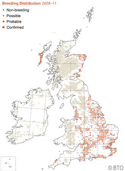 map of UK showing corn bunting distribution