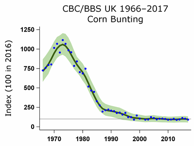 graph indicating corn bunting numbers over 50 years