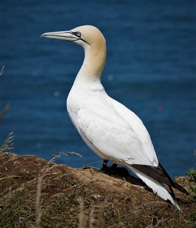 perched gannet