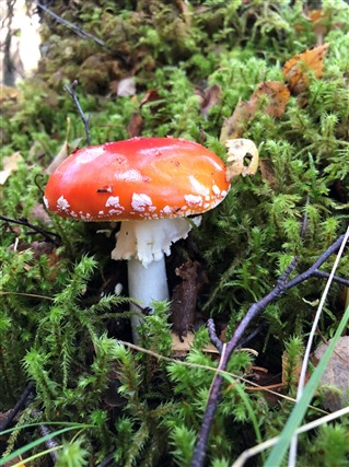 A close up of a fly agaric toadstool in moss
