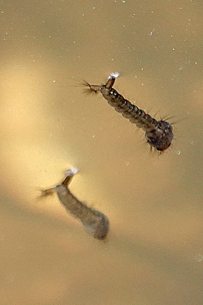 midge larvae in water