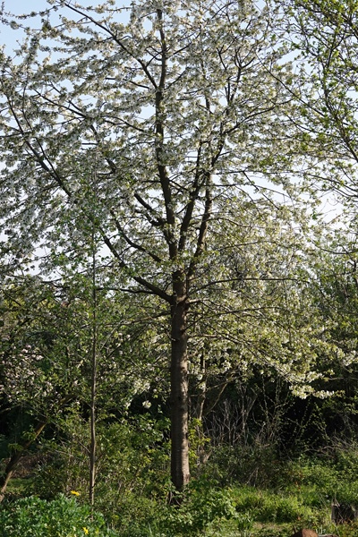 bird cherry tree ireland