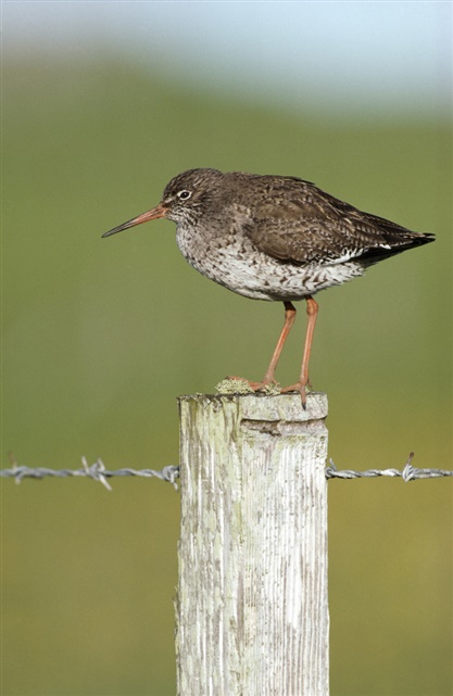 A Redshank sitting on a fence post