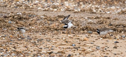 Ringed plover on beach