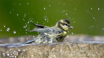 A blue tit splashes around in a bird bath, with water droplets flying around it