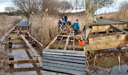 Rainham Marshes staff and volunteers replacing sections of the boardwalk