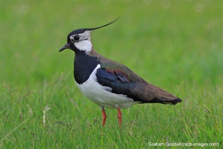 lapwing in a field