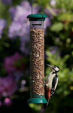 woodpecker at a feeder