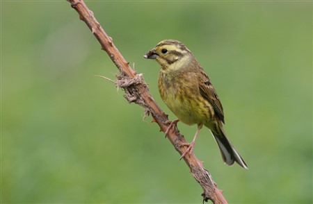 yellowhammer perched on a branch