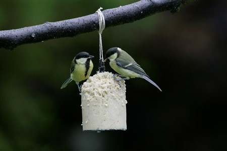pair of great tits on a feeder