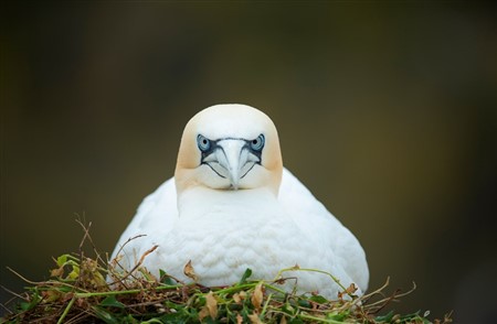 gannet facing to camera