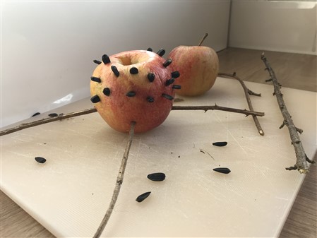 apple with seeds and sticks in it