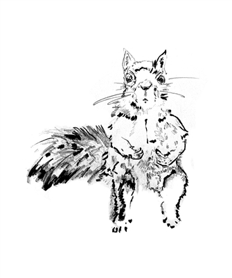 red squirrel sketch