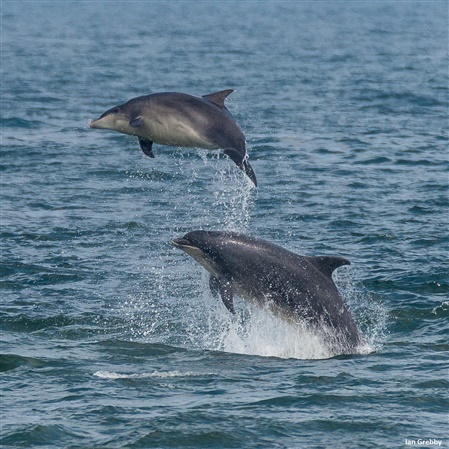 2 dolphins leaping