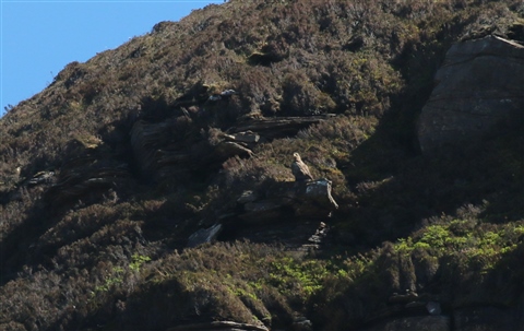 white-tailed eagle on crag in Hoy