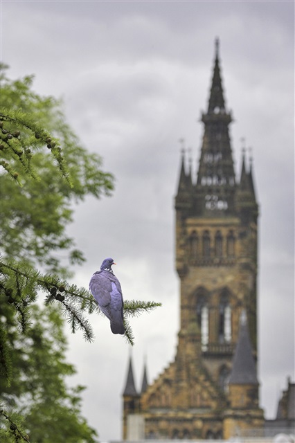 A woodpigeon is sitting on a conifer branch with Glasgow University in the background.