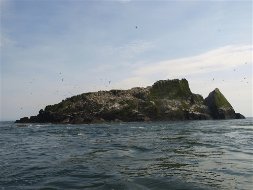 A restored seabird island with many seabirds flying around and sat on ledges