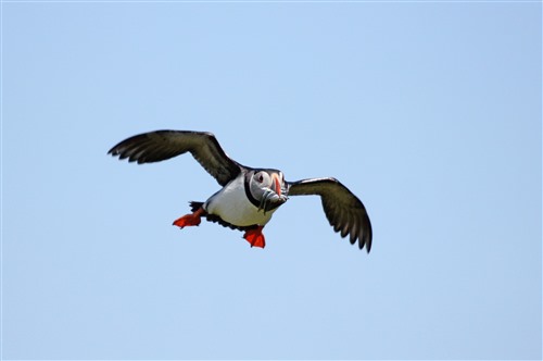 Puffin in flight with a beak full of sandeels