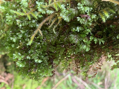 Close up of mosses and tiny ferns