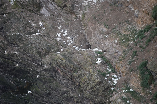 A line of dead gannets along a ledge at the bottom of the cliff