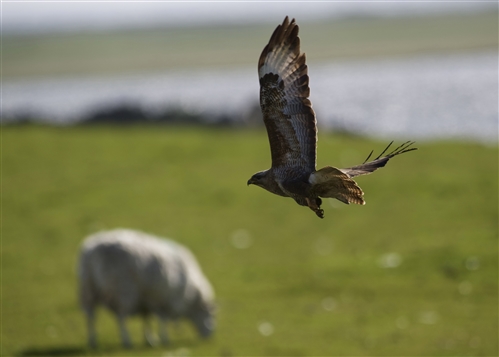Close up of flying buzzard with blurry sheep in the background