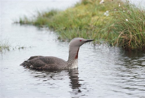 A red-throated diver (mostly grey ducklike bird with red throat and red eye) sits on a pool of water with grass behind
