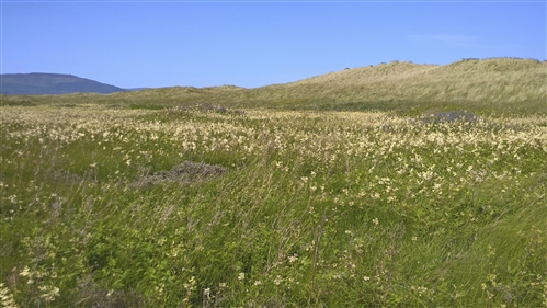 Dunes covered in vegetation