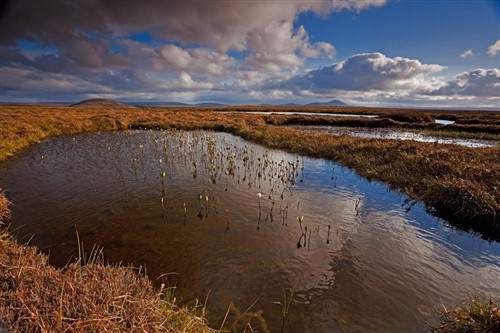 Bog pool in the Flow Country