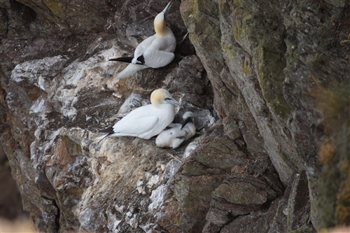 Two adults gannets and a gannet chick