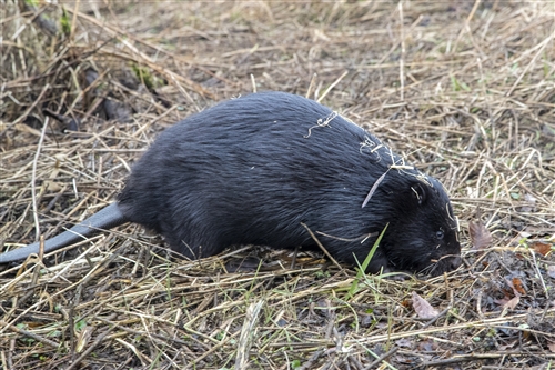 A female beaver, with dark almost black pelt and stray straw on her head