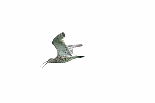 Curlew in flight wings raised above head and beak slightly open