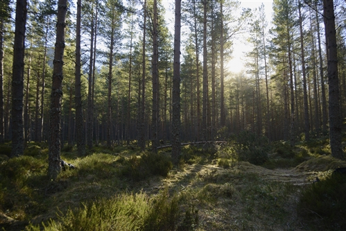 Sunlight filters through tall caledonian pine trees