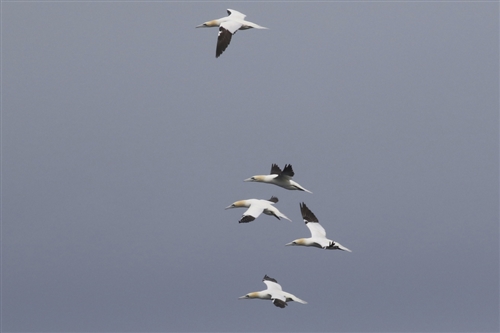Four gannets flying in a groups from right to left with another slightly higher than the others