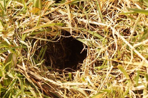 A hole in grass made by an Orkney vole