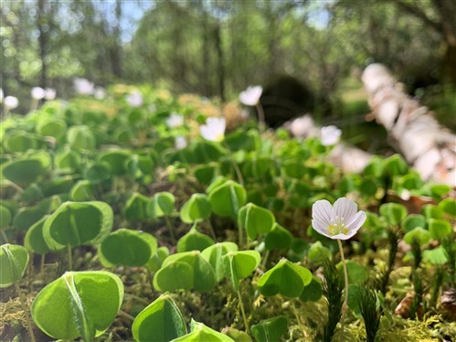 Close up of wood sorrel (flower with five large oval petals that are white with purple streaks and large lobed green leaves) with more out of focus behind along with trees stretching away into the distance