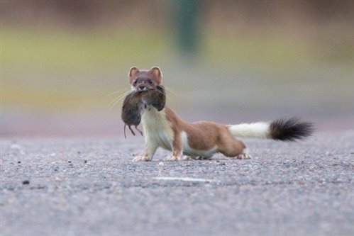A stoat (in brown summer plumage except for its tail which is winter white) with a vole in its mouth
