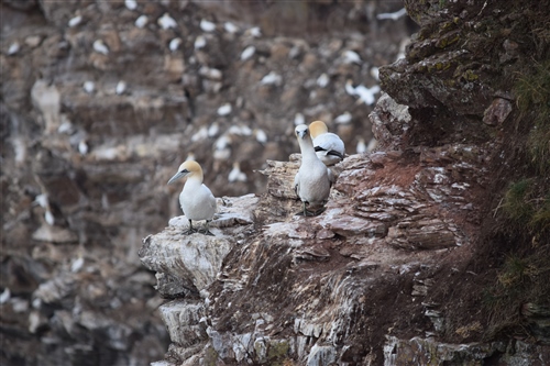 Two close gannets on a cliff with gannets behind