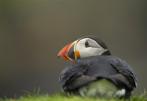 Close up of a puffin sat on grass
