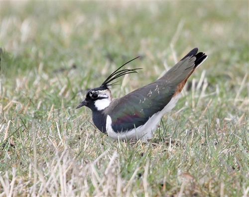 Lapwing with its crest looking amazing and its bottom in the air in a grassy field
