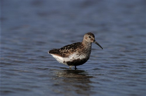 Dunlin (small brown wading bird with black belly) stood in water