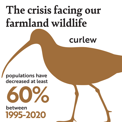 image of a curlew silhouette words read The crisis facing out farming wildlife, then curlew 60% decline between 1995 and 2020