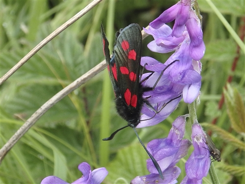 Black with red spots on wings sits on purple flower