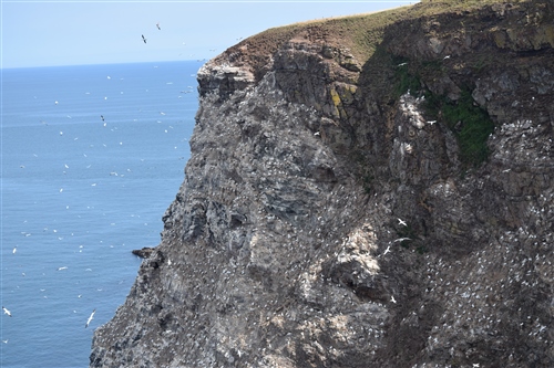 Tall cliff with gannets and other seabirds sat and flying around