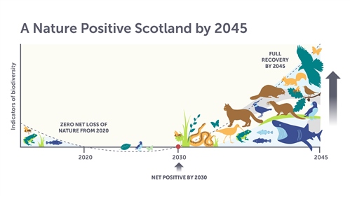 A graph illustrated with silhouettes of wildlife showing stopping declines in nature by 2030 and nature recovery by 2045