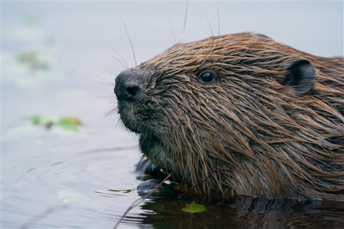 Close up photo of a beaver's face
